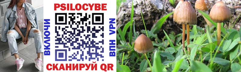 купить наркотик  Белёв  Галлюциногенные грибы Psilocybe 